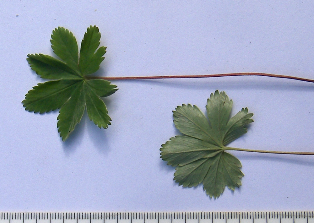 Изображение особи Alchemilla tephroserica.