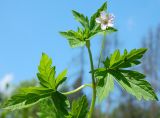 Geranium sibiricum