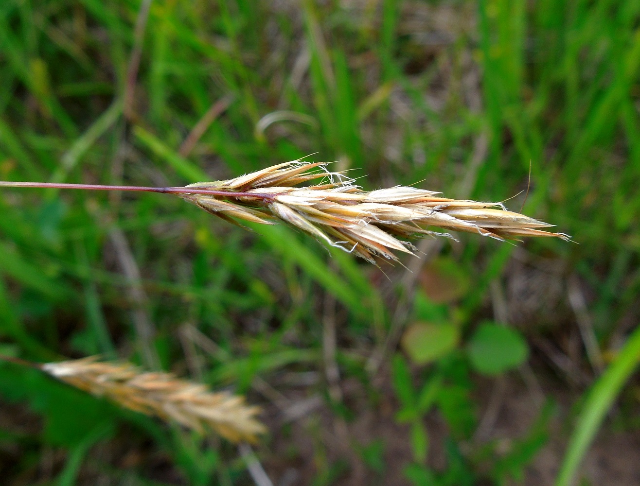 Изображение особи Anthoxanthum odoratum.