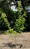 Acer tegmentosum