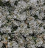 Paronychia rechingeri
