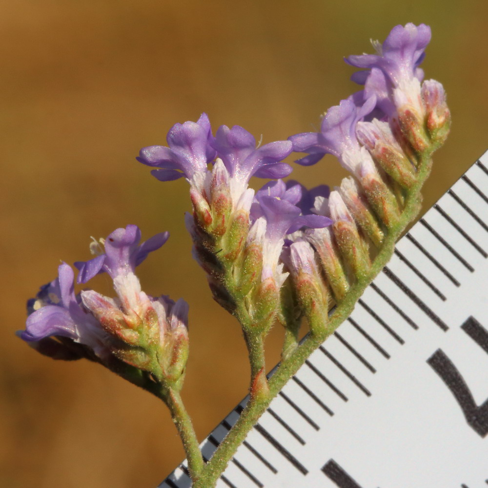 Изображение особи род Limonium.