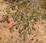 Alkanna tinctoria. Часть цветущего растения. Израиль, Шарон, г. Герцлия, высокий берег Средиземного моря. 01.05.2014.