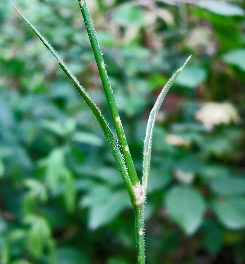 Изображение особи Dianthus armeria.