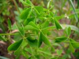 Oxalis stricta