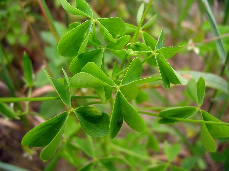 Image of Oxalis stricta specimen.