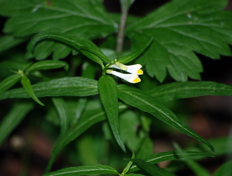 Image of Melampyrum pratense specimen.