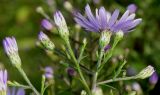 Symphyotrichum cordifolium. Верхушки побегов с распустившимся и нераспустившимися соцветими ('Blue Heaven'). Германия, г. Крефельд, Ботанический сад. 06.09.2014.