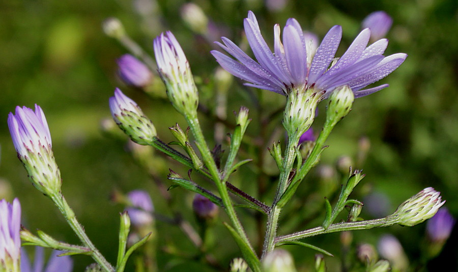 Изображение особи Symphyotrichum cordifolium.