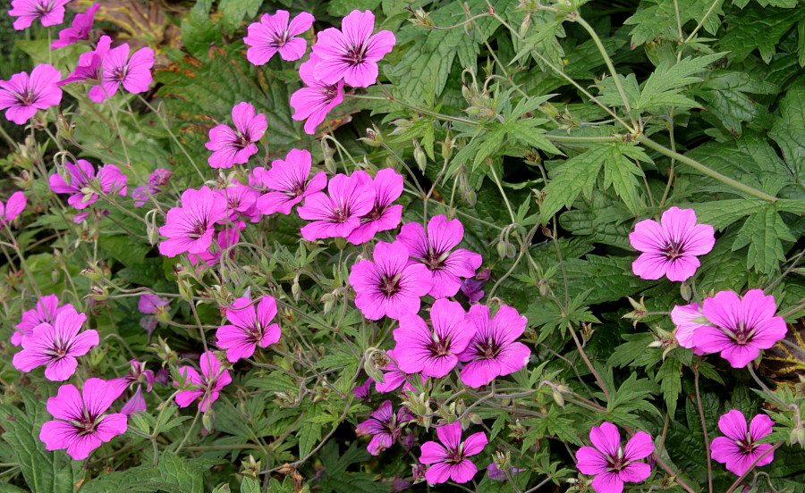 Image of Geranium psilostemon specimen.