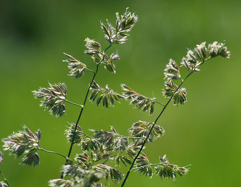 Изображение особи Dactylis glomerata.