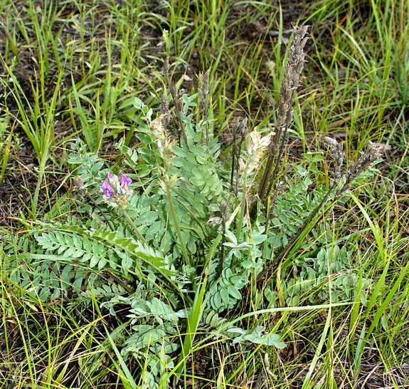 Изображение особи Oxytropis argentata.