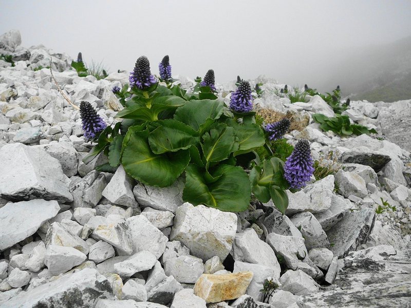 Image of Lagotis glauca specimen.
