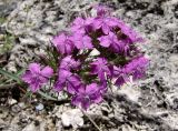 Dianthus pseudarmeria