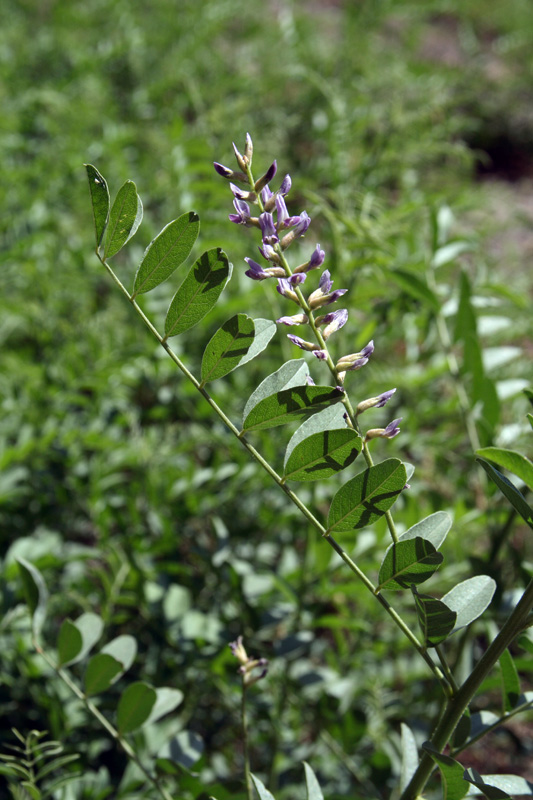 Image of Glycyrrhiza glabra specimen.