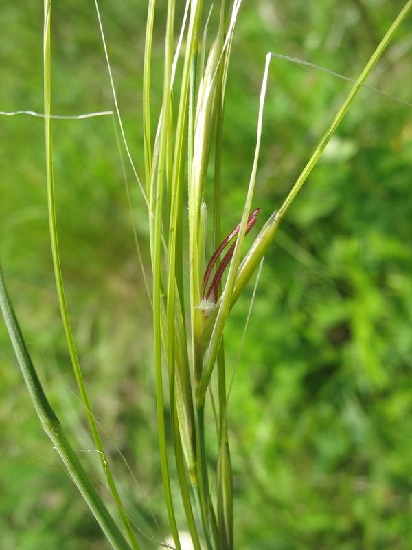 Изображение особи Stipa pulcherrima.