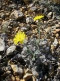 genus Pilosella