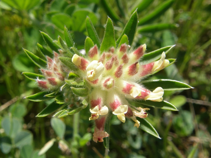 Изображение особи Anthyllis biebersteiniana.