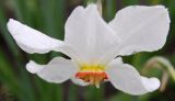 Narcissus poeticus