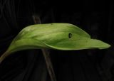 Erythronium variety smaragdinum