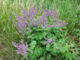 Salvia verticillata