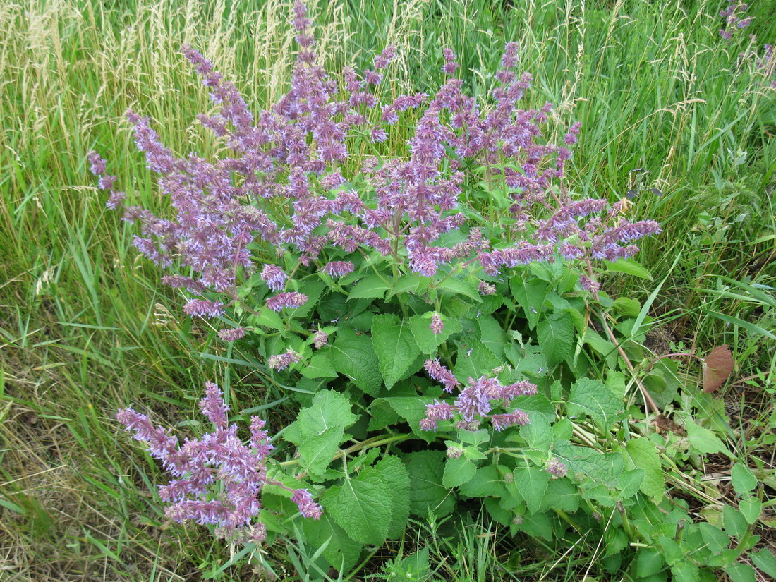 Изображение особи Salvia verticillata.