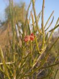 Haloxylon aphyllum. Ветвь с галлом. Казахстан, Барсакельмес. 13 июля 2006 г.