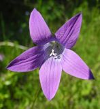 Campanula patula