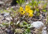 genus Ranunculus. Цветущее растение на песчано-каменистом берегу протоки. Мурманская обл., Кольский р-н, окр. пос. Дальние Зеленцы, побережье губы Порчниха. 21.06.2015.