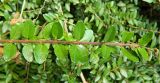 Lonicera ligustrina. Верхушка веточки. Германия, г. Бонн, уличное озеленение. Июль 2014 г.