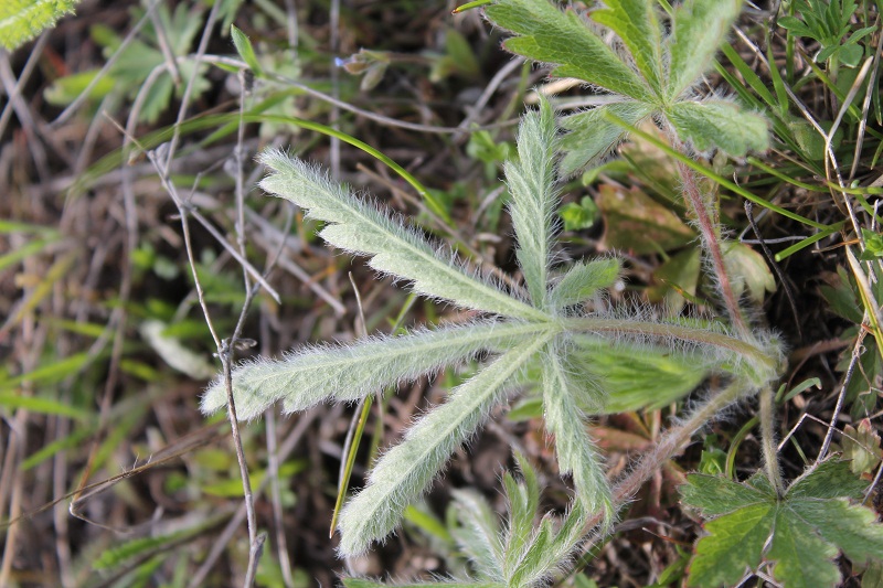 Image of genus Potentilla specimen.
