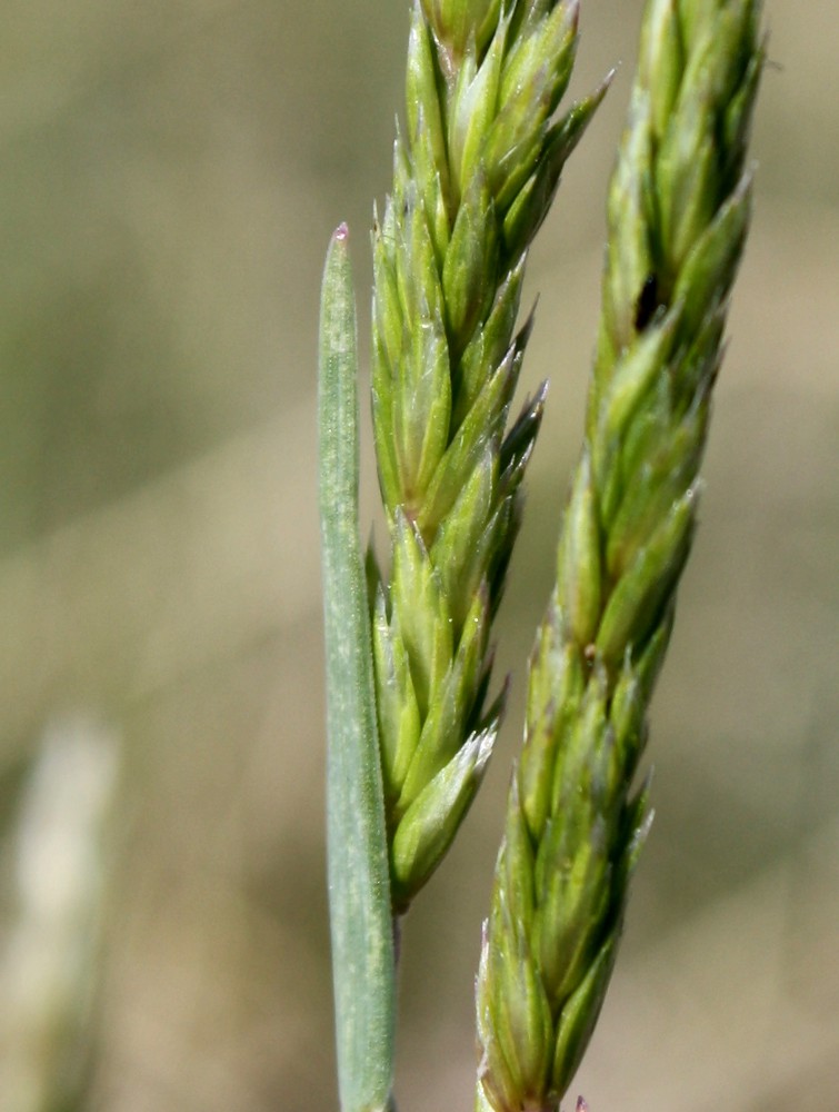 Image of Koeleria macrantha specimen.