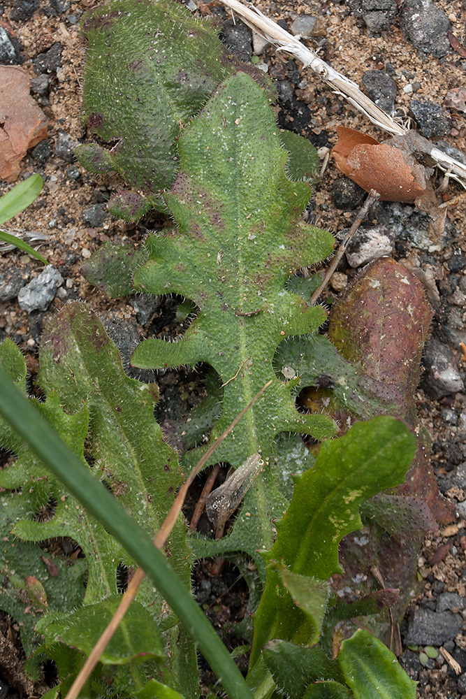 Image of Hypochaeris radicata specimen.