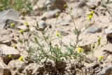 Senecio noeanus