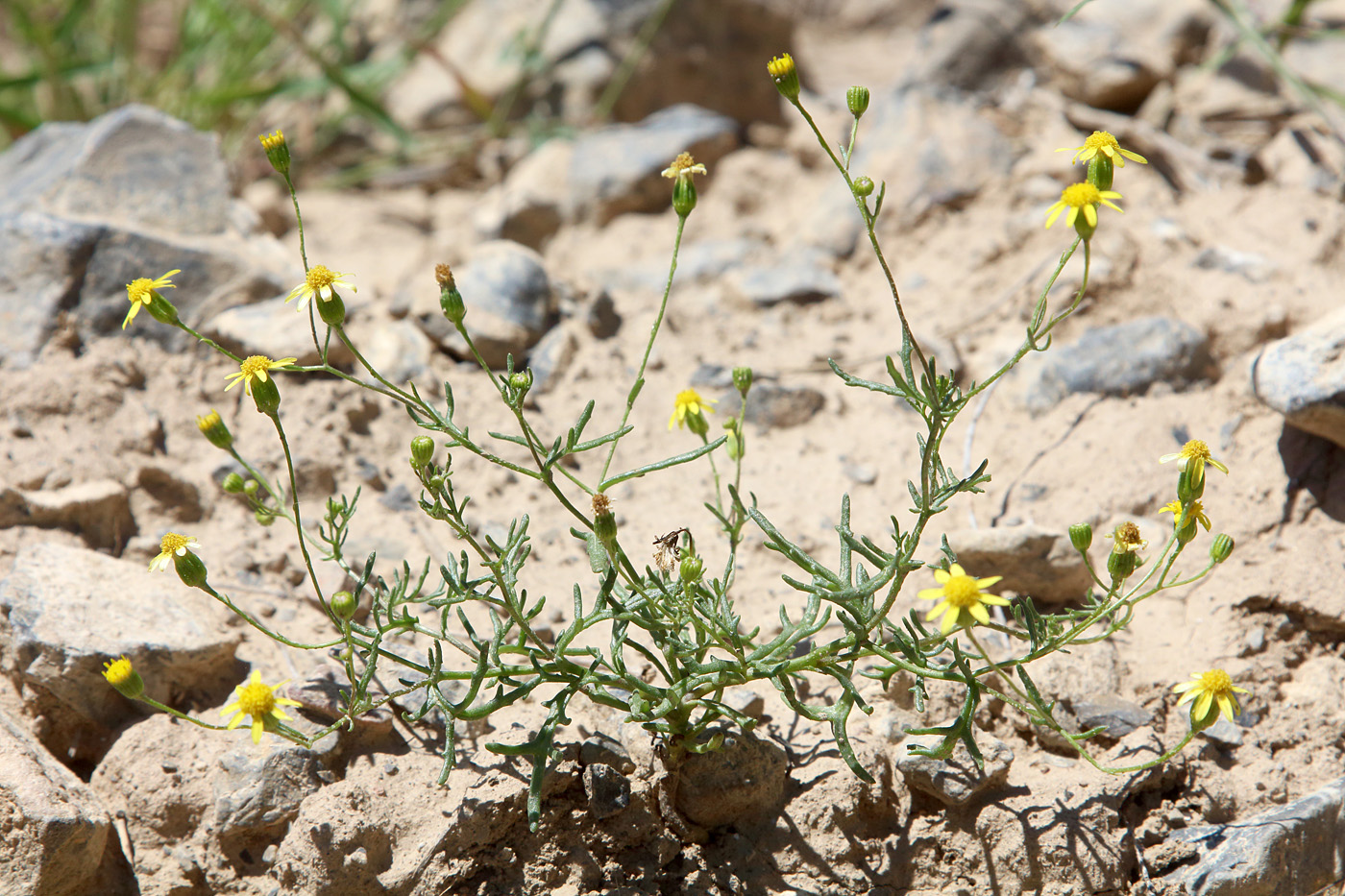 Изображение особи Senecio noeanus.