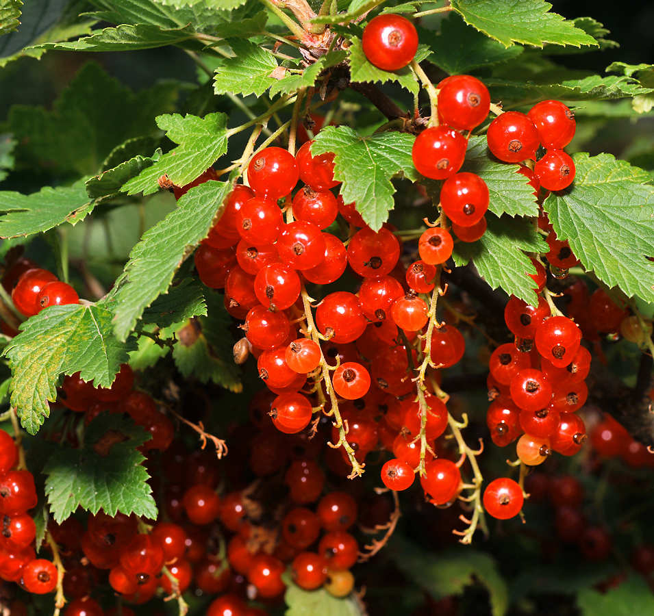 Изображение особи Ribes rubrum.