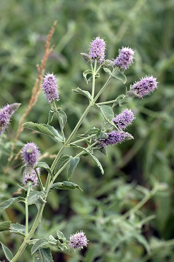 Изображение особи Mentha asiatica.