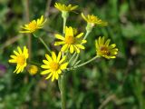 Tephroseris integrifolia. Соцветие (с паучком и жучками). Иркутская обл., Иркутский р-н, левый берег р. Ангара, луг. 10.06.2014.