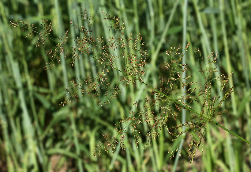 Изображение особи Agrostis gigantea.