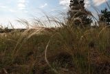 Stipa borysthenica