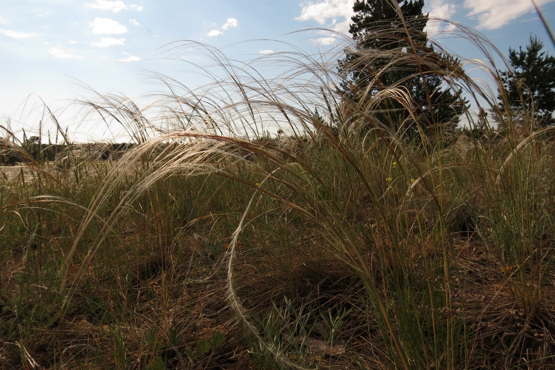 Image of Stipa borysthenica specimen.