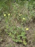 genus Potentilla. Цветущее растение в сообществе. Крым, Бахчисарай, Чуфут-Кале, вершина горы, среди кустарника. 06.06.2014.