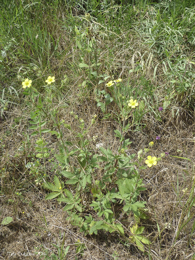 Изображение особи род Potentilla.