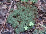genus Polytrichum