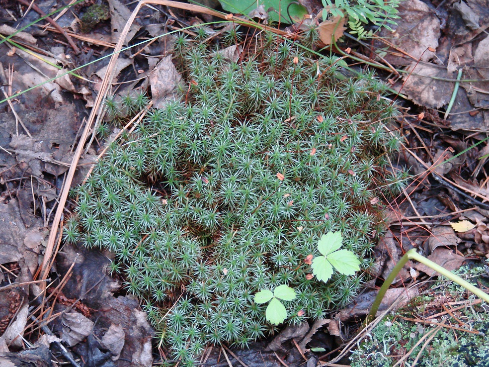 Изображение особи род Polytrichum.