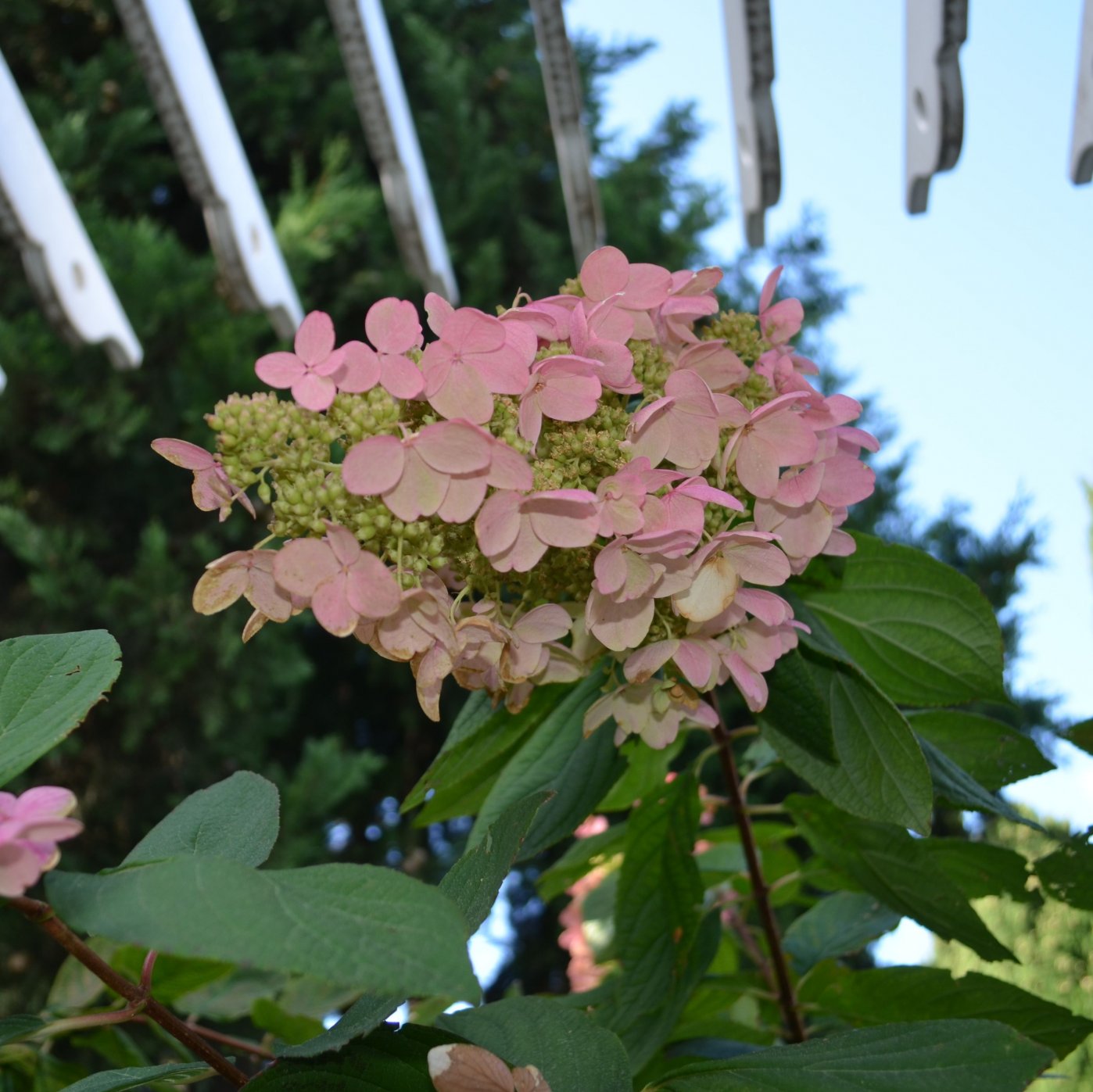 Image of Hydrangea paniculata specimen.