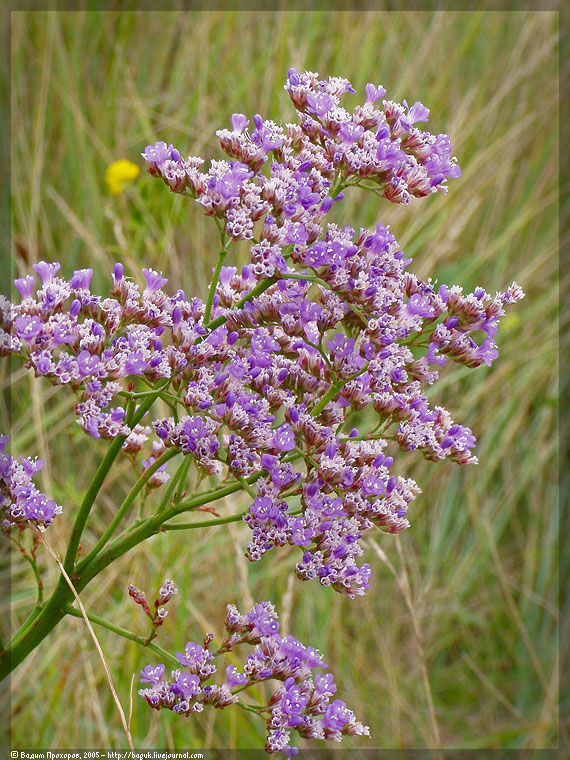 Изображение особи Limonium gmelinii.