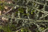 Reseda alba