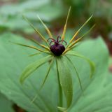 Paris quadrifolia. Цветок. Свердловская обл., окр. г. Североуральск, елово-лиственнично-сосновый лес. 31.05.2015.