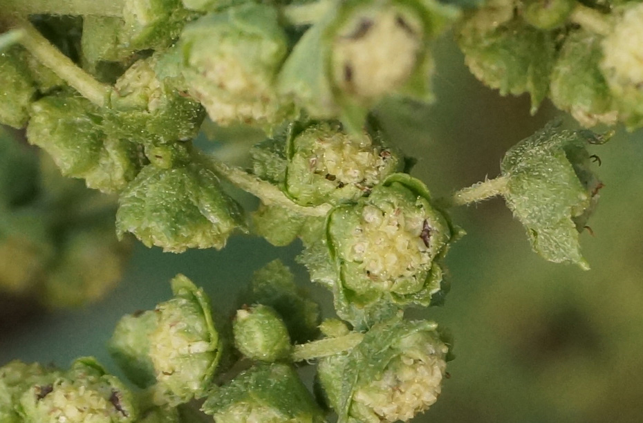 Image of Cyclachaena xanthiifolia specimen.
